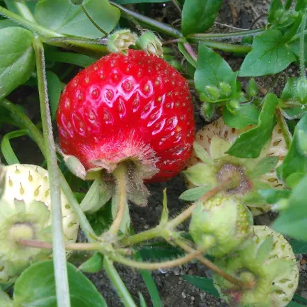 Gegrillte Erdbeeren mit Kräuterbutter