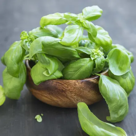 Basilikum richtig gießen - längere Haltbarkeit