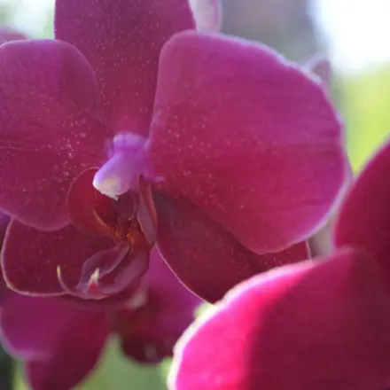 Üppiger Wachstum bei Orchideen und Zimmerpflanzen