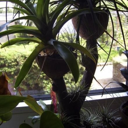 Kleine Bromelien und Tillandsien auf einem Ast anbringen