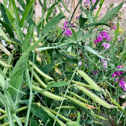 Sichtschutz im Garten - preiswert mit Bohnen