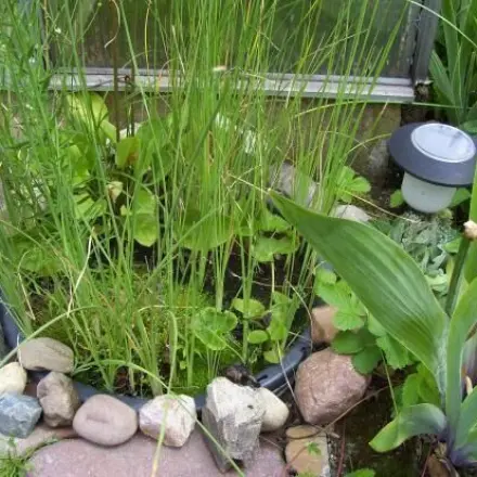 Mini Moorbeet im Garten