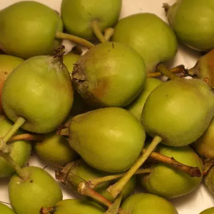 Pektinreiche Flüssigkeit aus Falläpfeln