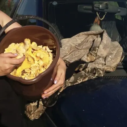 Pilze im Sommer auf der Hutablage im Auto trocknen