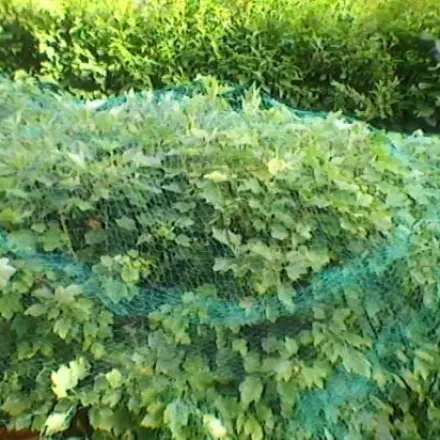 Beerenschutz für hohen Johannisbeerstrauch leicht gemacht