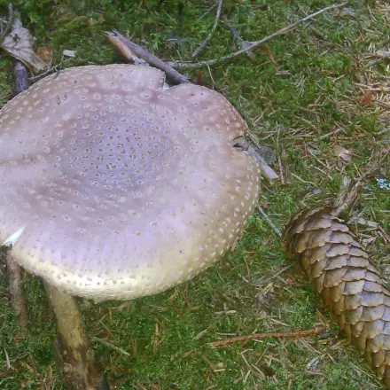 Pilze sammeln - ein paar Tipps