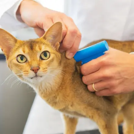 Microchip für Haustiere vor dem Urlaub