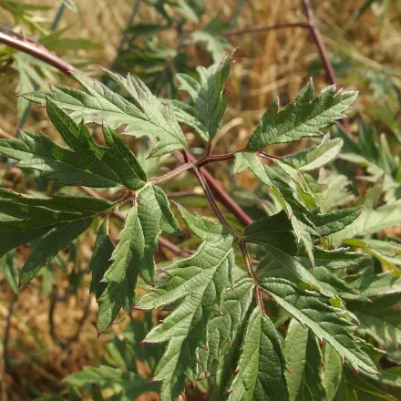 Blatt- und Schildläuse bekämpfen mit Ballistol