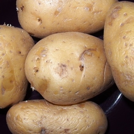 Kartoffeln - Probekartoffeln kaufen vor Kaufentscheidung