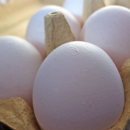 Eier bei Raumtemperatur verarbeiten - macht das Sinn?