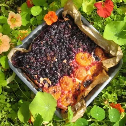 Blaubeer-Aprikosen-Kuchen mit Vanille-Quark-Teig