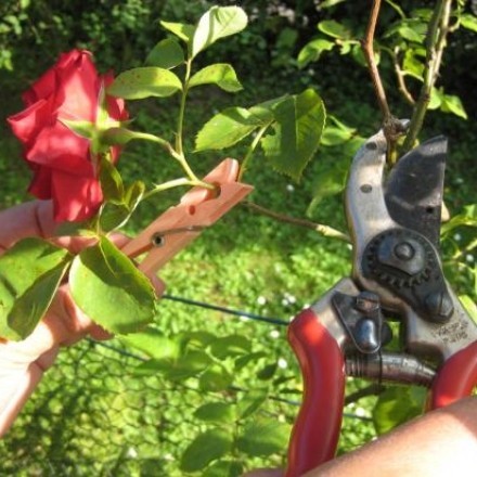Rosen schneiden ohne gestochen zu werden