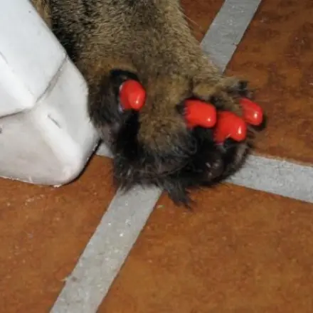 Katze kratzt sich Wunde immer wieder auf