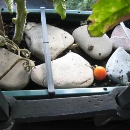 Flache Steine halten die Erde von Tomatenpflanzen lange feucht