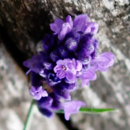 Fliegen vom Picknick fernhalten