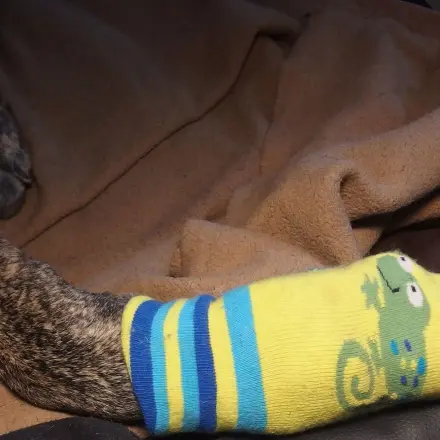 Hunde rutschsicher auf Treppen gehen lassen