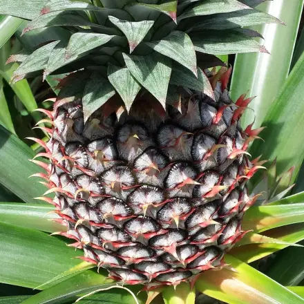 Der Ananas-Test: Ist die Ananas reif?