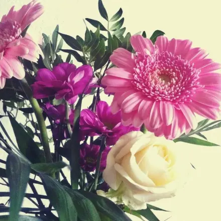 Schnittblumen lange frischhalten