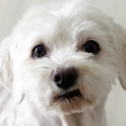 Gegen Hundepinkelei im Haus