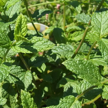 Frische Kräuter - Kräuter frisch halten