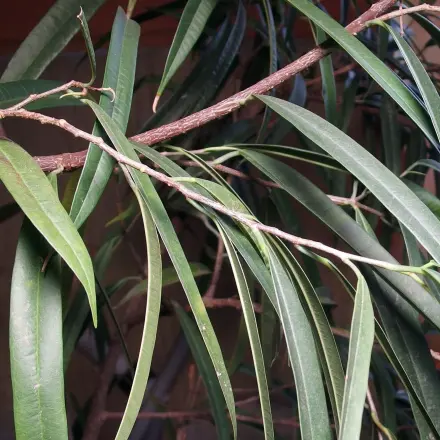 Pflanzen spenden an Eiscafe's und Biergärten