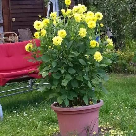 Baumstümpfe im Garten verschwinden lassen