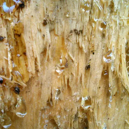 Baumharz von den Händen entfernen