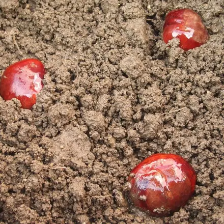 Kastanien zum Keimen bringen