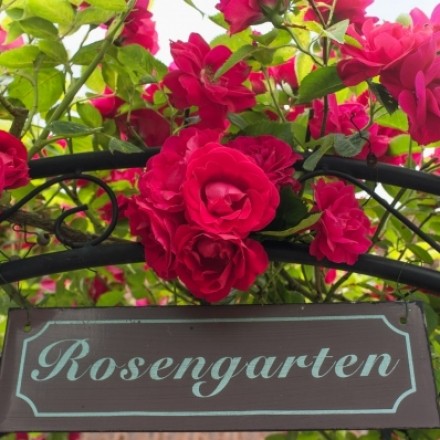 Bio-Rosendünger für wunderschöne Rosen