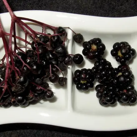 Brombeer-Holundergelee selbstgemacht