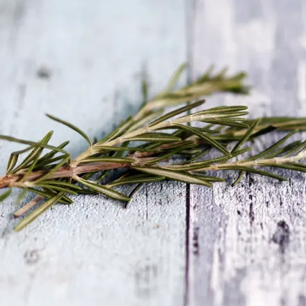 Rosmarin vor dem Frost retten - Rosmarinöl herstellen