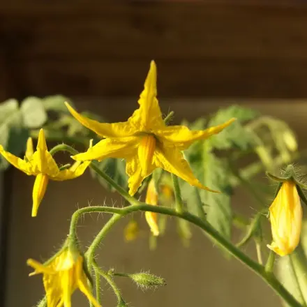 Staub von Tomatenblüte in Kleidung entfernen