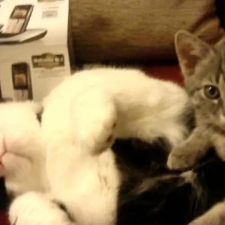 Futtertipp für Katzen