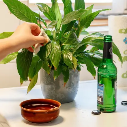 Glänzende Pflanzen auf natürliche Weise