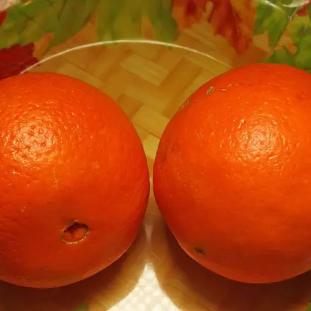 Orangen und andere Südfrüchte auf Frische testen