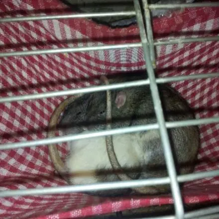 Hängematten für Ratten