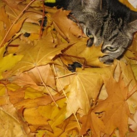 Wohlfühltipp für die Katze mit Herbstlaub