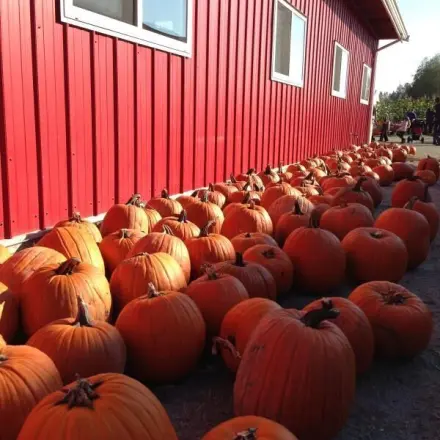 Kürbisse, wohin das Auge reicht - Butternut & Hokkaido