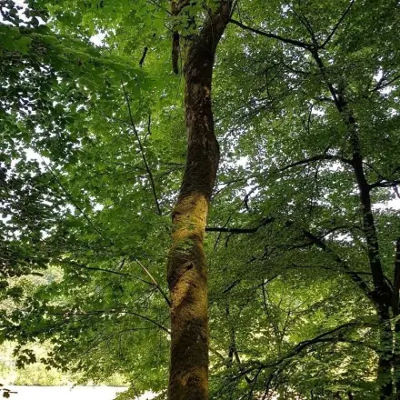 Harzflecken an den Händen und Armen
