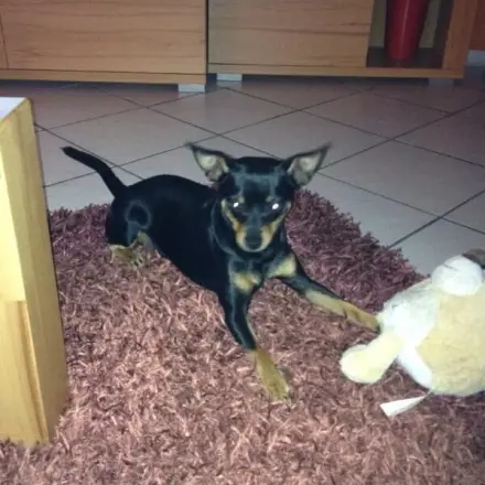 Hunde im Dunkeln sichtbar - Verkehrssichere Hunde