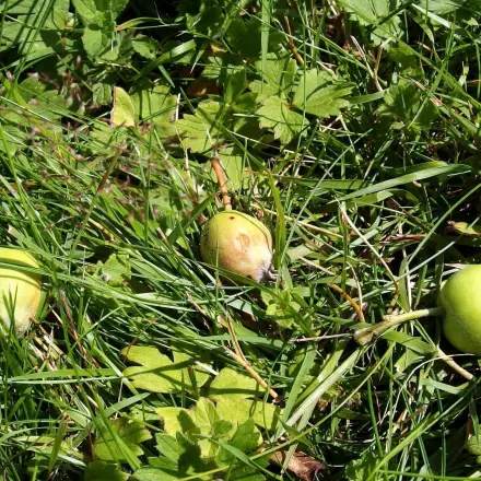 Falläpfel im Garten für Insekten und andere Tiere