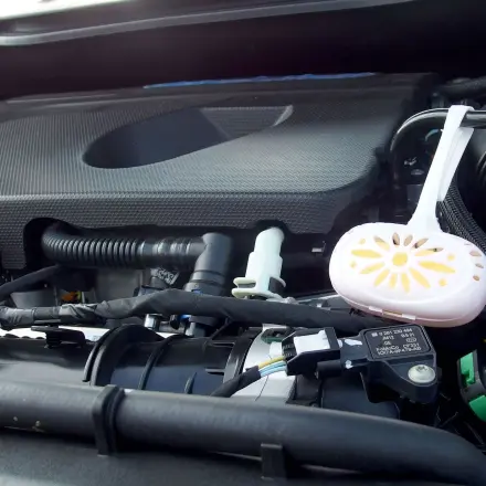 Nie wieder Marderbiss dank Zitronenduft