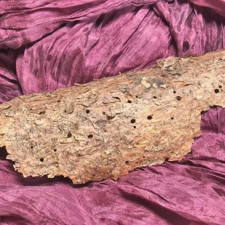 Gegen Holzwürmer in Baumrinde