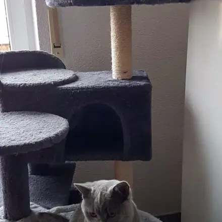 Kratzhilfe für Katzen