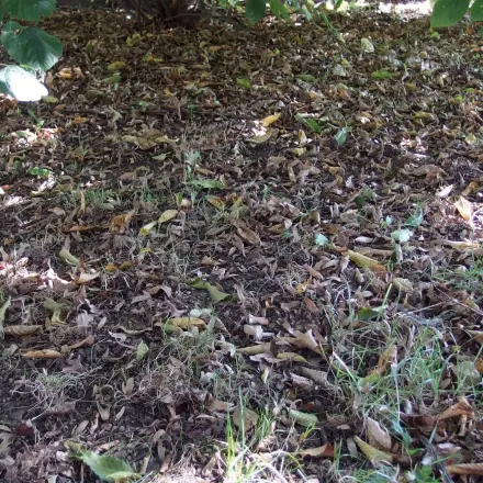 Schönen grünen Rasen im nächsten Jahr