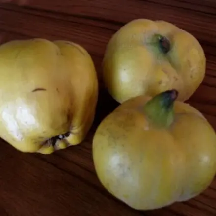 Quittenmarmelade