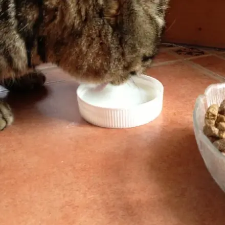 Katzenfutter-Ersatz-Schüssel