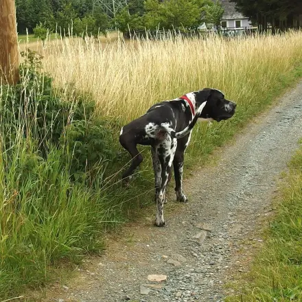 Pinkelschutz gegen das Beinchen-Heben (bei Hunden!)