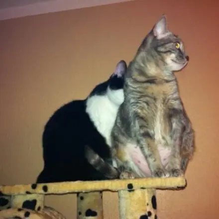 Katzen beschäftigen und bespielen
