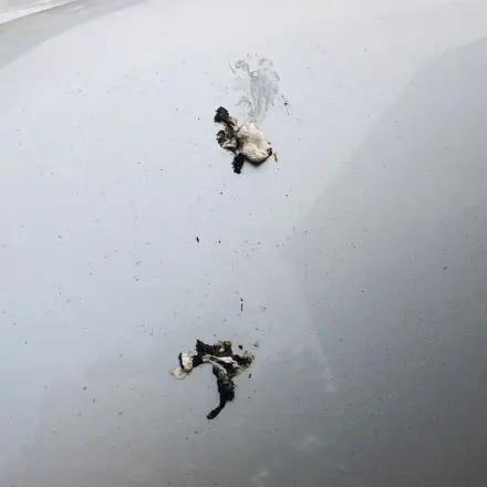 Vogelkot auf Autolack